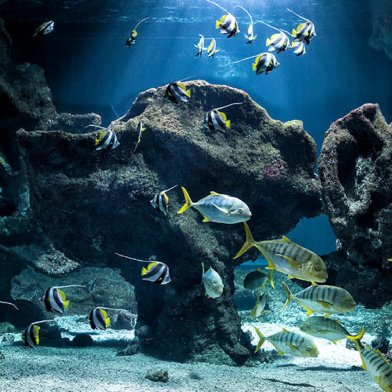 aquarium-la-rochelle-familles